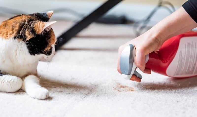 Keeping Pet Messes in Check